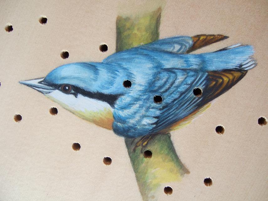 Nuthatch