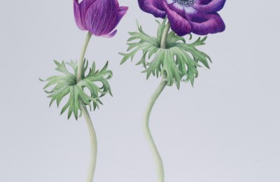 Anemone ‘Meron Bordeaux’