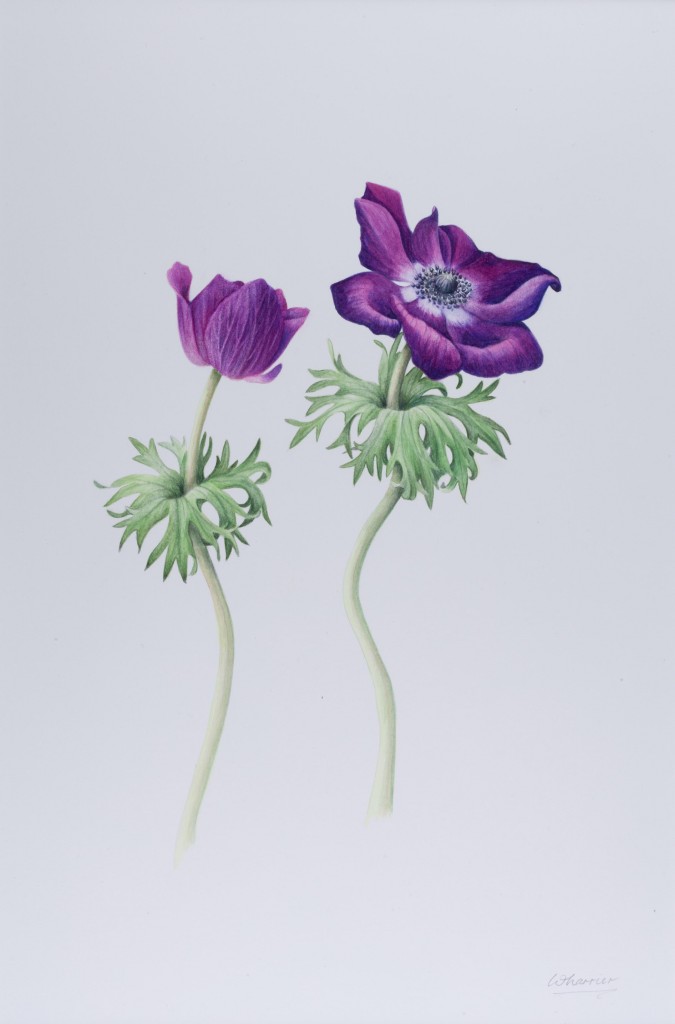 ruth wharrier-10