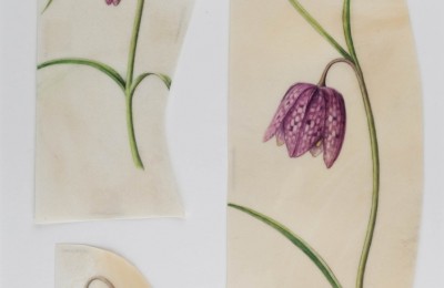 Snakes Head Fritillary