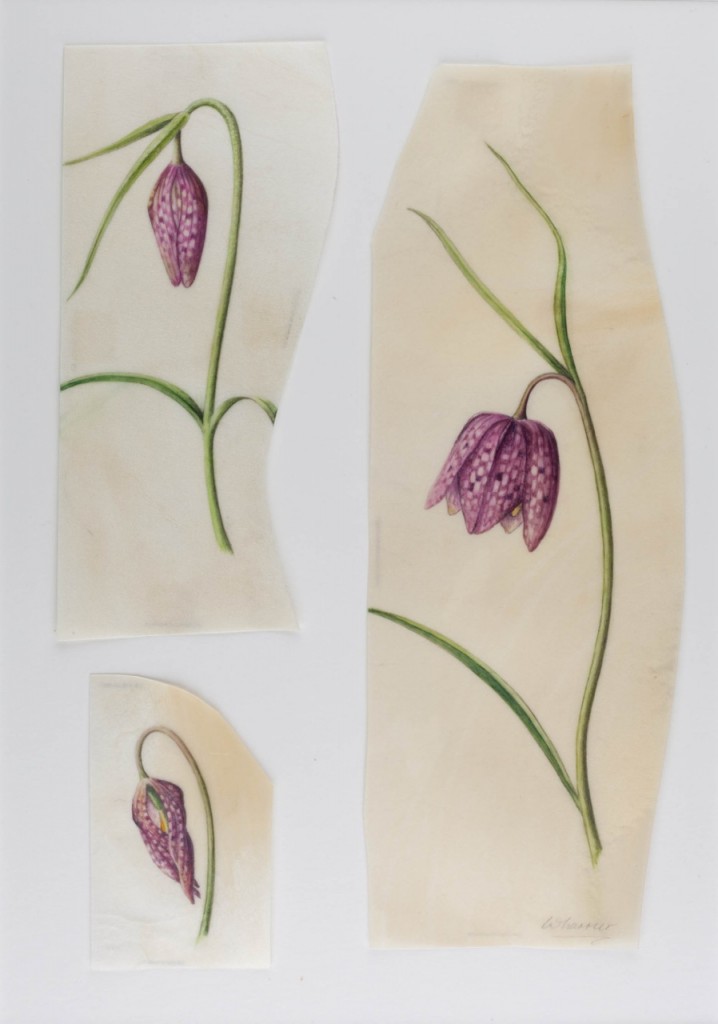 ruth wharrier-11