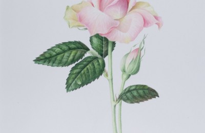 Rose ‘Bella’