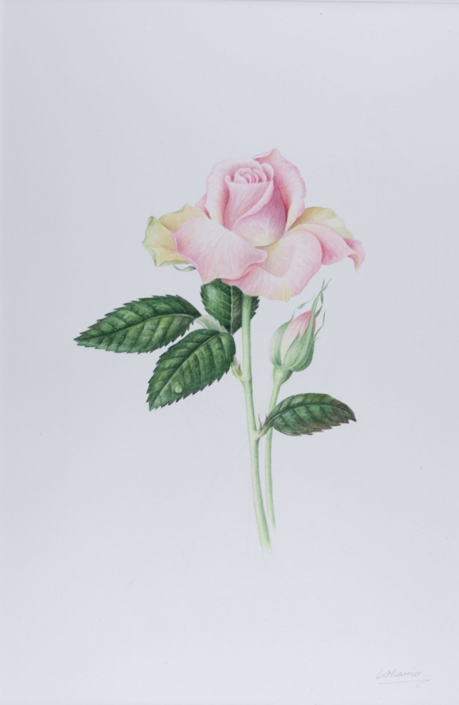 ruth wharrier-12