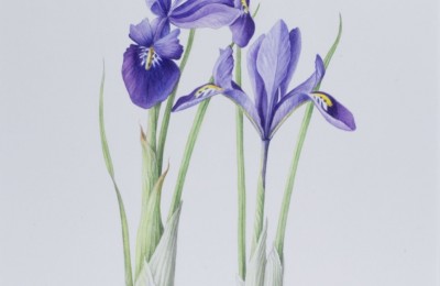 Iris ‘Blue Harmony’