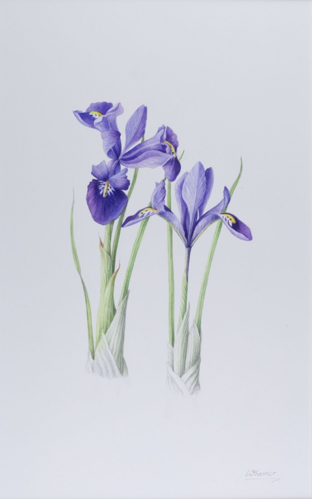 ruth wharrier-13