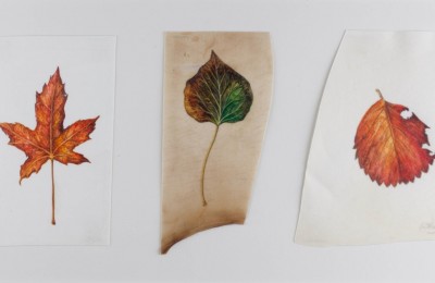 Autumn leaves on vellum