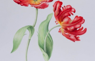 Tulip ‘Roccoco’