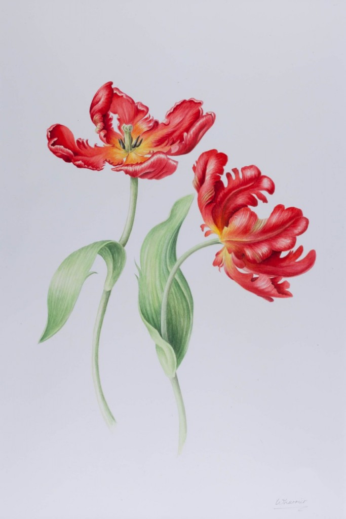 ruth wharrier-8