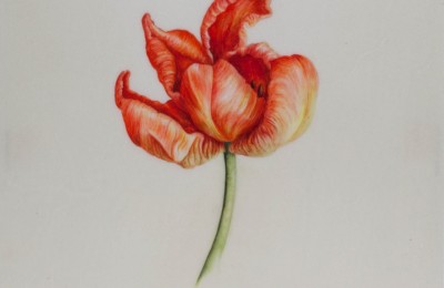 Tulip ‘Orange Favourite’ on vellum
