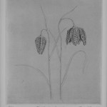 Fritillaries etching