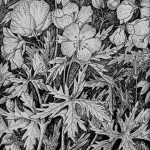MeadowCranesbill pen and ink