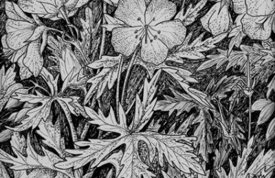 Meadow Cranesbill pen and ink