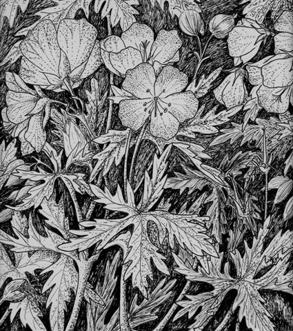 MeadowCranesbill pen and ink